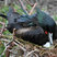 Great Frigatebird